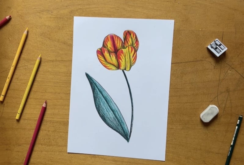 Yellow and Red Tulip