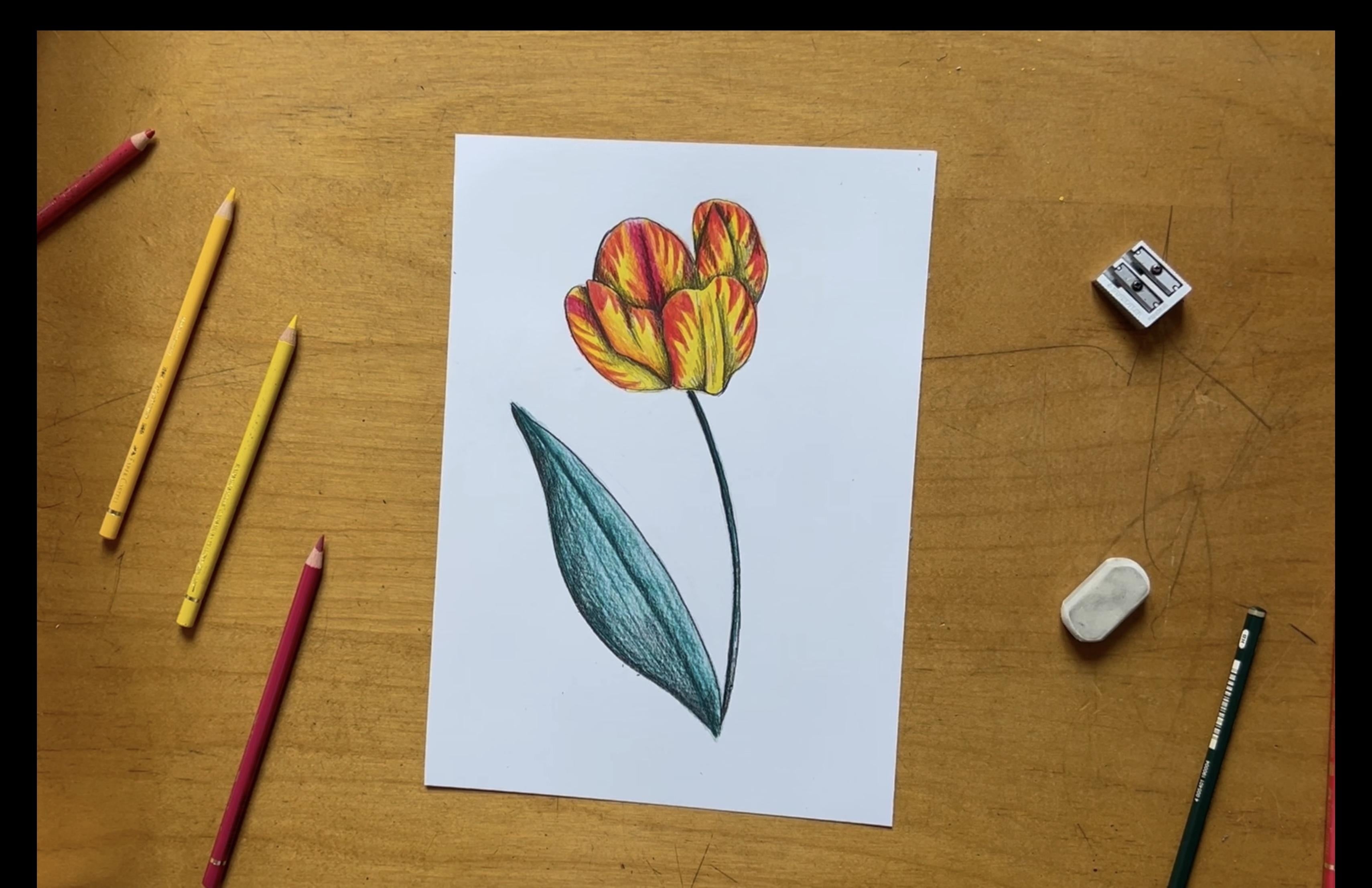 Yellow and Red Tulip - student project