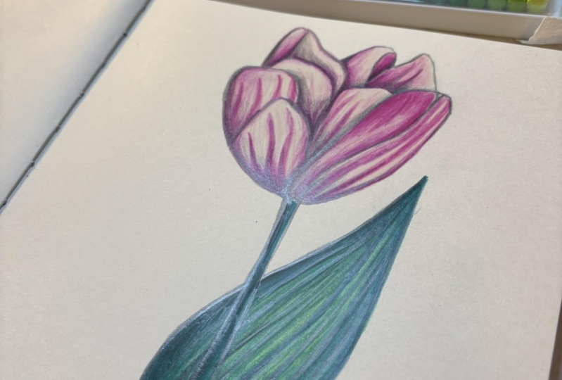 White & Pink Tulip