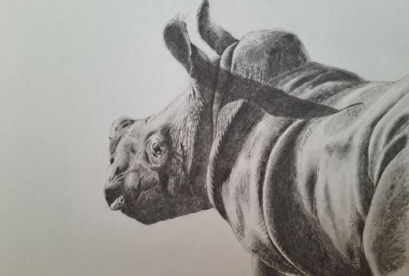 rhino