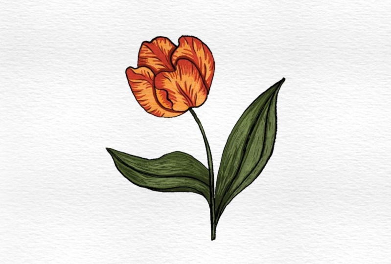 Tulip