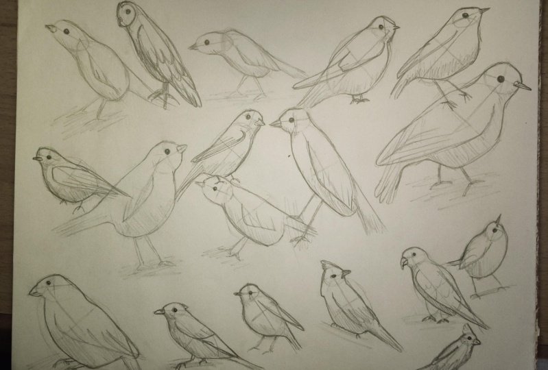 Quirky Birds