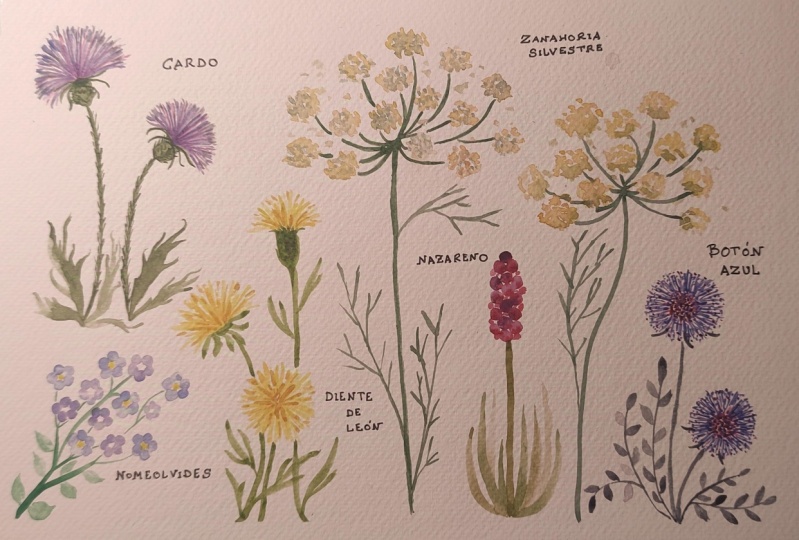 Florecillas
