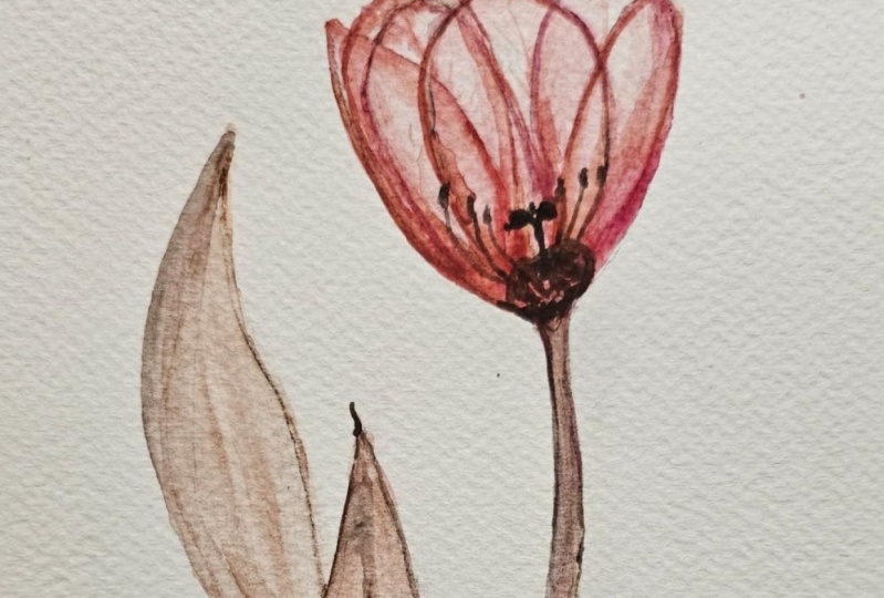 Transparent Tulip