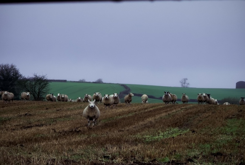 Country side