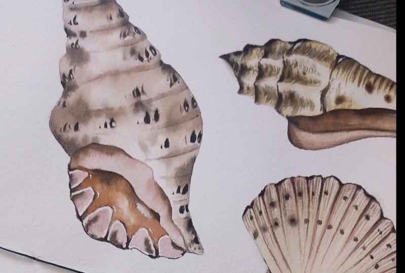 Easy seashell