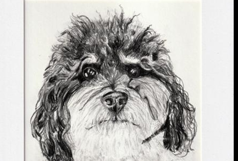 Dog Sketches