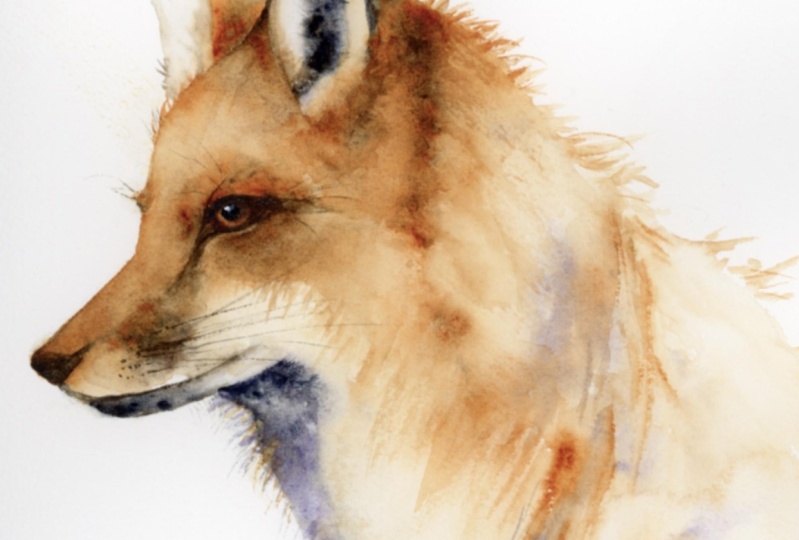 Mr Fox