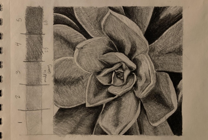1st Skill Share Project