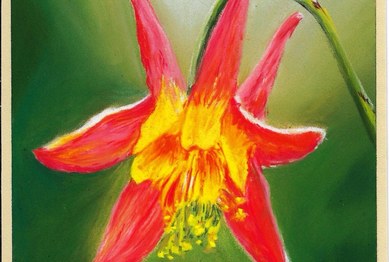 Columbine Flower - student project