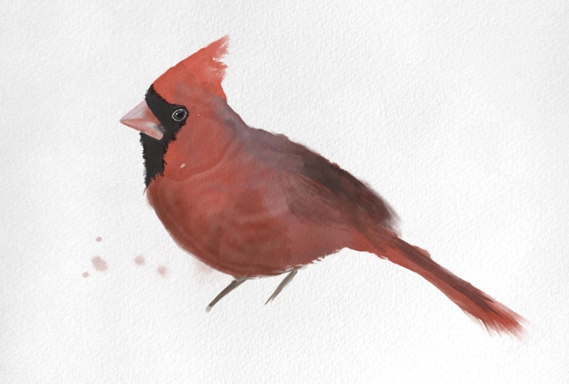 Red Cardinal