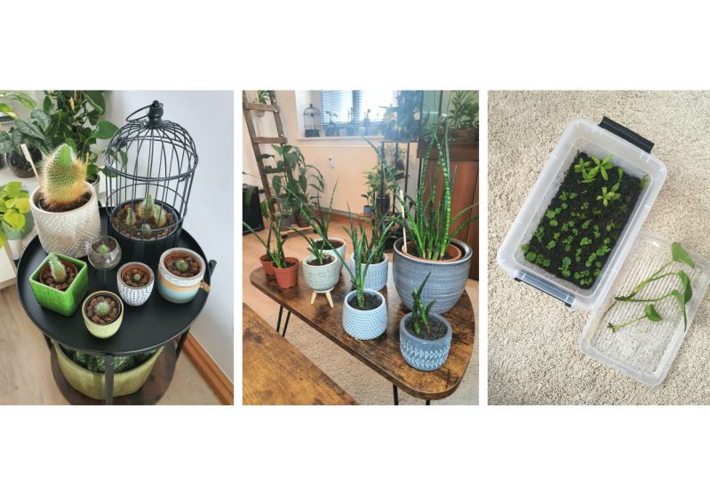 Successful Plant Propagation
