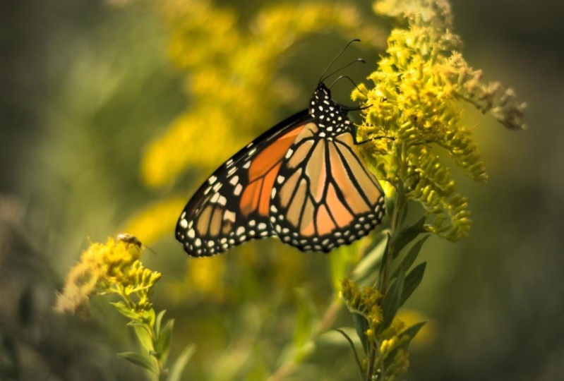 butterfly
