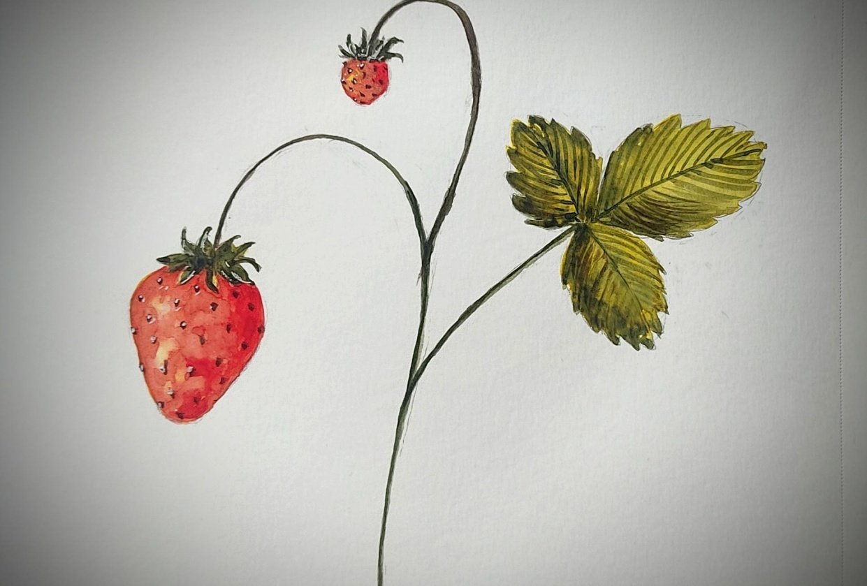 Easy watercolor strawberry - student project