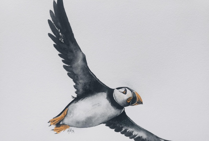 Flying puffin watercolor