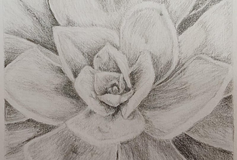 Succulent