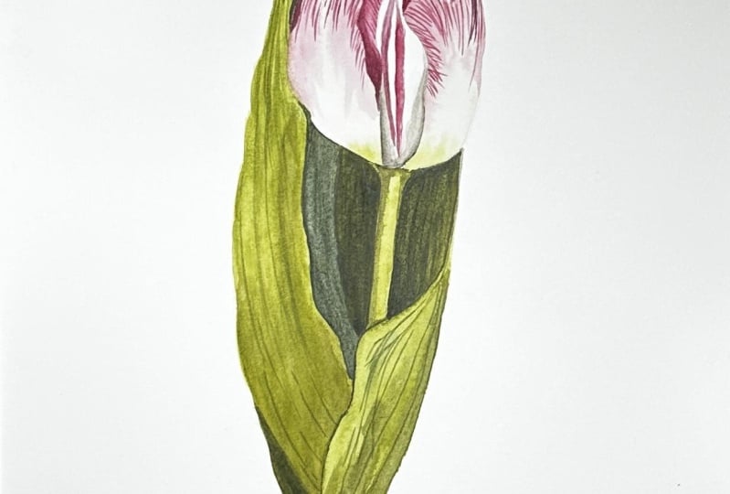 Tulip