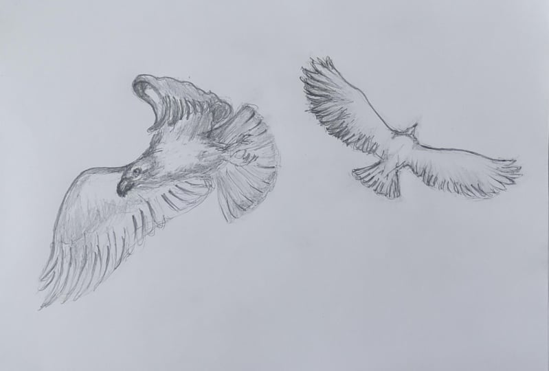 Birds in Flight