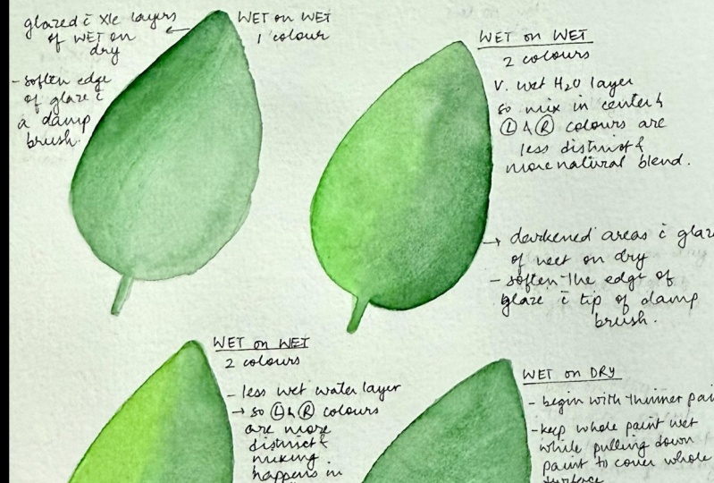 Basic botanical watercolor techniques