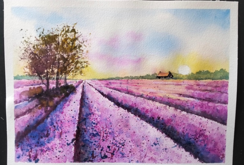 Lavender fields