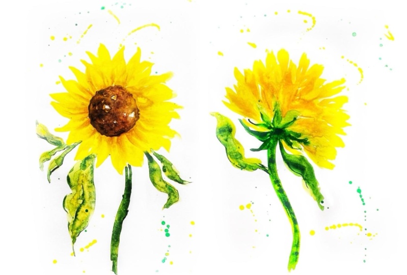 Sunflowers Watercolor