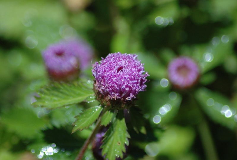 Purple Flower