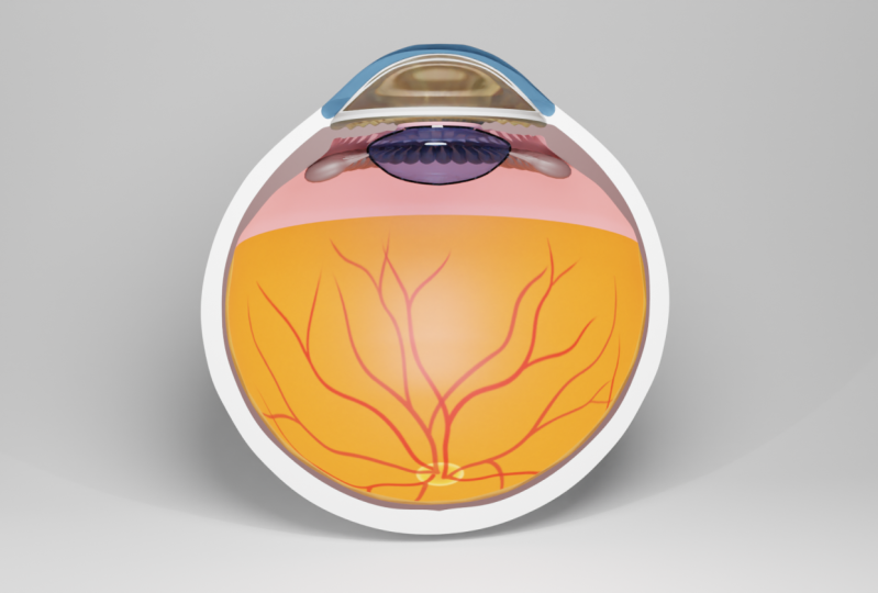 Modeling, Texturing and Animating the Human Eye Cross-Section