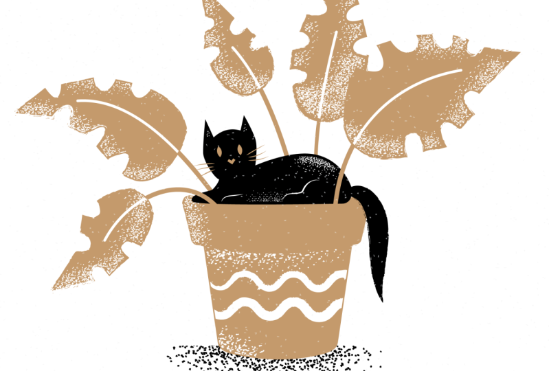 Textured cat