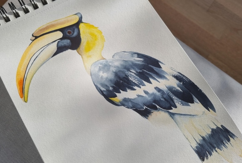 Hornbill