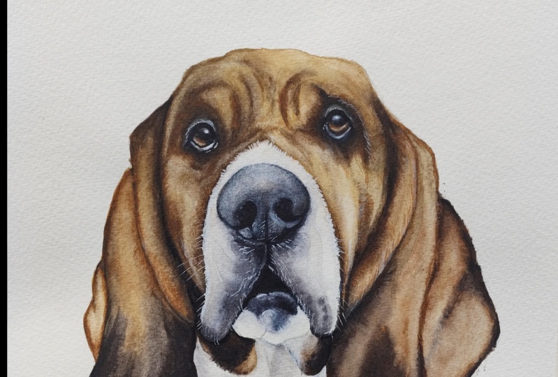 Basset Hound - a watercolour class with Mary Evelyn Tucker