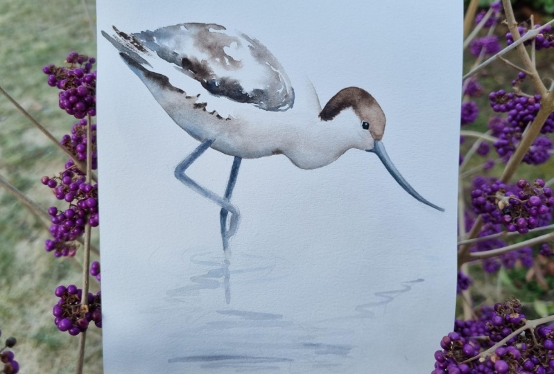 Avocet - Säbelschnäbler