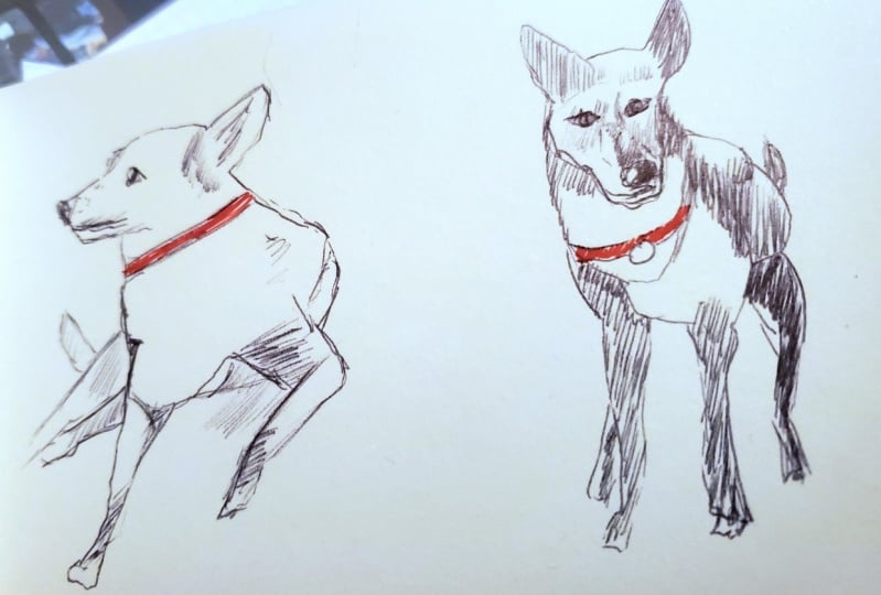 Doodle dogs