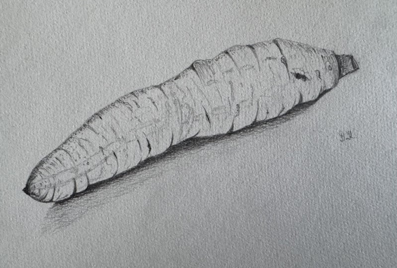 The Language of Line