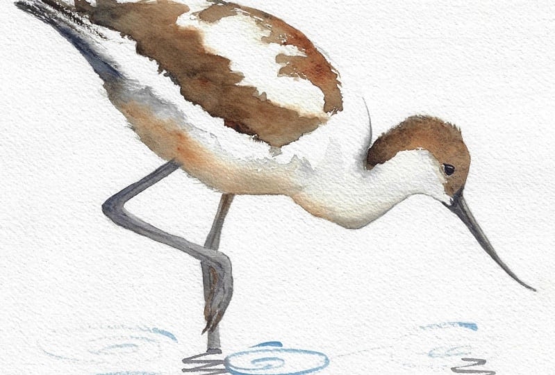 Wading Avocet
