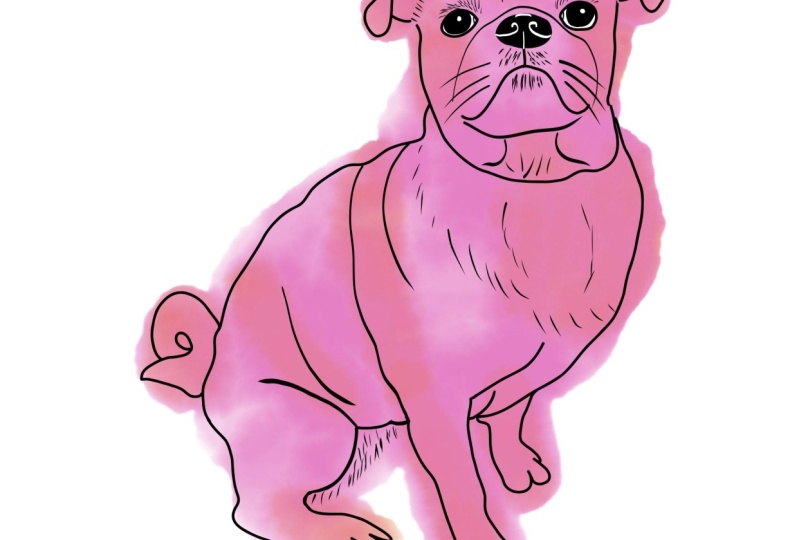 My pug Maisy