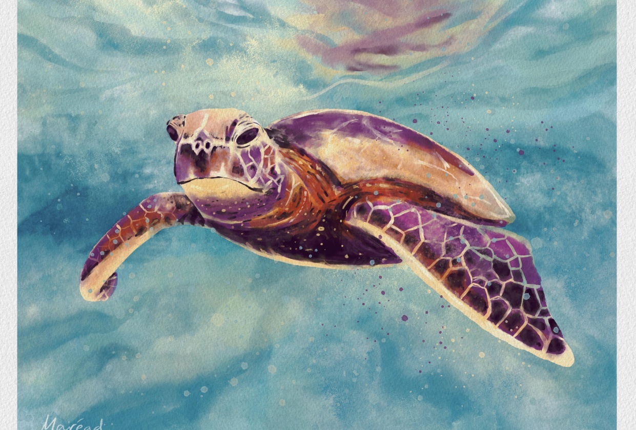 Turtle & Coal Tit - student project