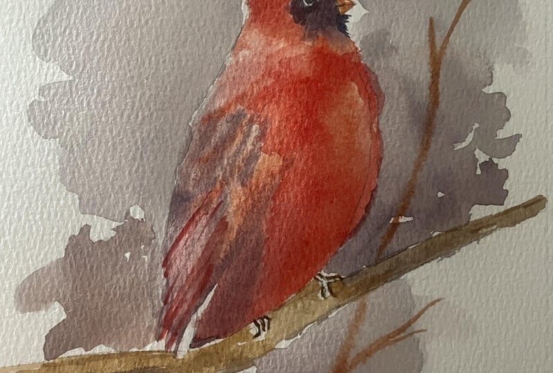 Cardinale bird