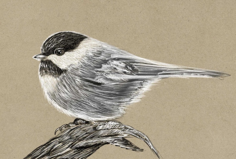 Toned paper study