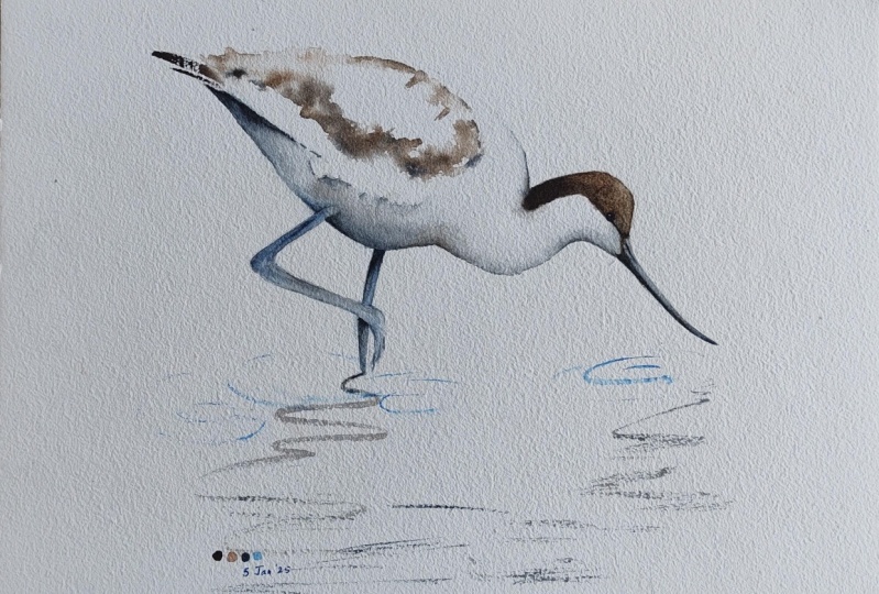 Avocet Watercolour - A class with Nadine Dudek