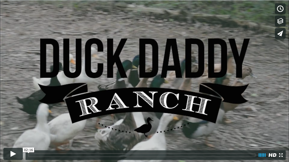 Duck Daddy Ranch: This is a short little film that I did for free for the Duck Daddy Ranch to help him in his peer to peer loan. I used the skills I gleaned from this Skillshare. Thanks, Elaine! - student project