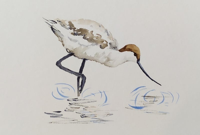 Less is more - Avocet Watercolour