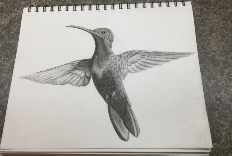 Mastering Charcoal Drawing/ Hummingbird