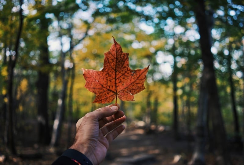 J’apprends le français au Canada