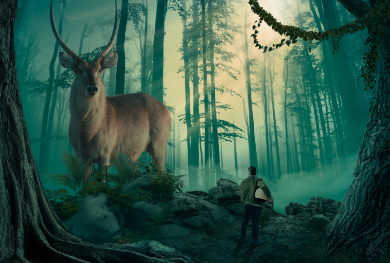 Dear Photomanipulation