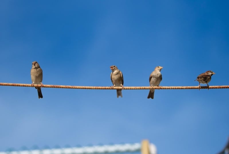 House sparrow - Passer domesticus