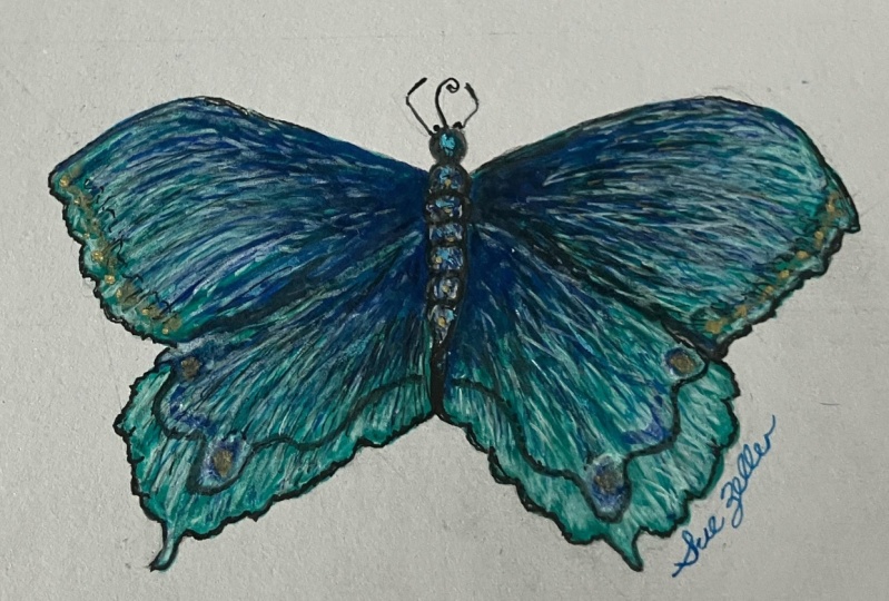 Butterfly Drawing by Sue Zeller