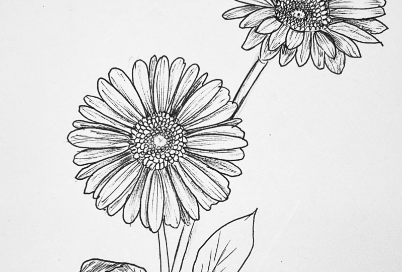Gerbera