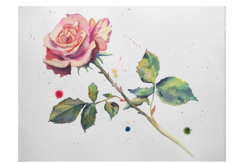 Rose