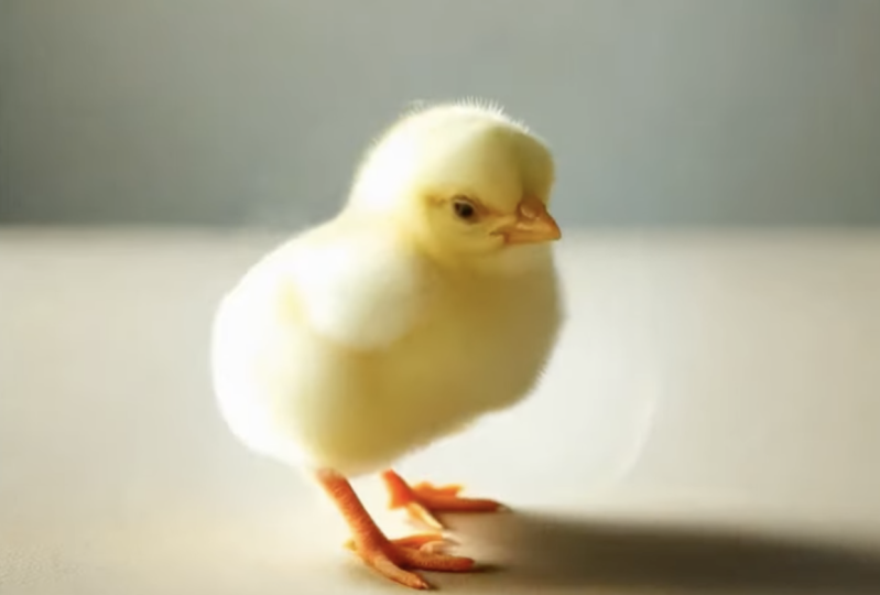 Morphing a Lemon into a baby chick