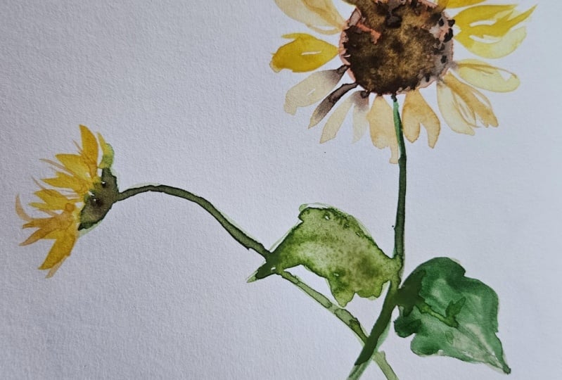Sketchbook sunflower
